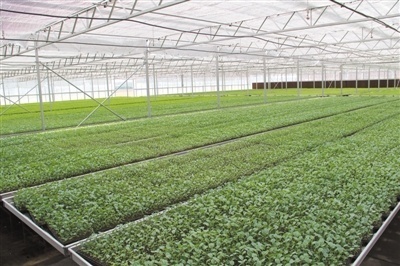 寧夏 紅色六盤沃野 冷涼蔬菜騰飛 智能農業管理